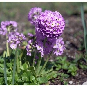 Kugel-Primel Primula denticulata
