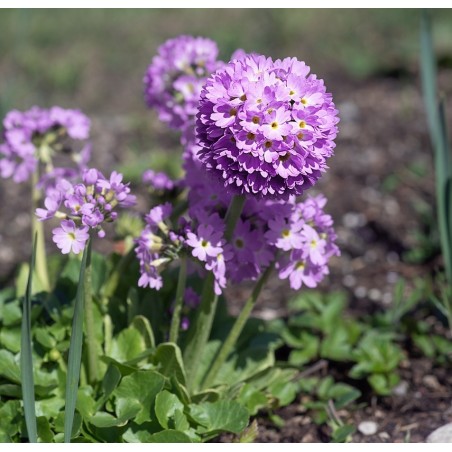 Kugel-Primel Primula denticulata