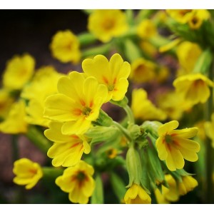 Primula veris