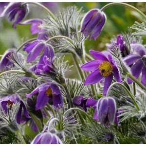 Gewöhnliche Küchenschelle Pulsatilla vulgaris