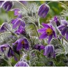 Gewöhnliche Küchenschelle (Pulsatilla vulgaris) – Wildstaude (Produktfoto)
