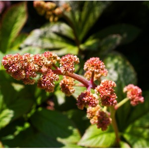 Hinris-Schaublatt Rodgersia henrici