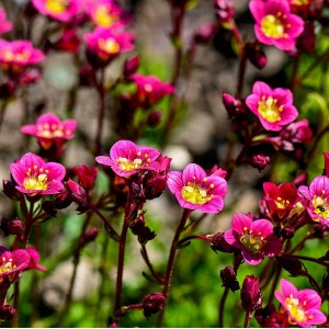 Moos-Steinbrech Saxifraga x arendsii