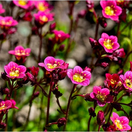 Moos-Steinbrech Saxifraga x arendsii