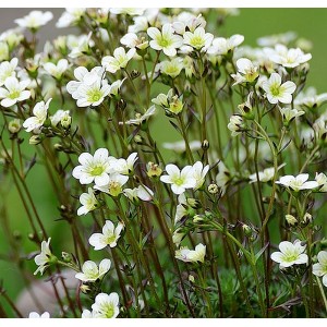 Moos-Steinbrech "Frühlingsschnee" Saxifraga x arendsii