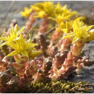 Felsen-Fetthenne Tripmadam Sedum reflexum