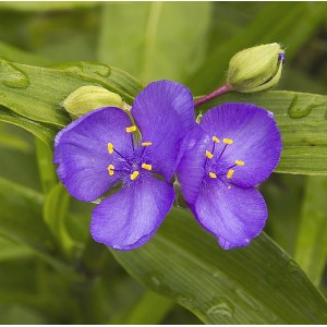 Tradescantia x andersoniana