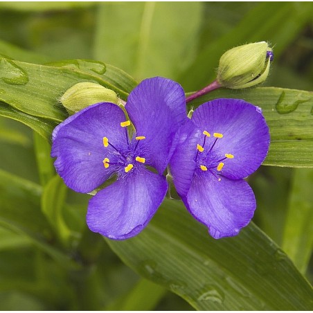 Tradescantia x andersoniana