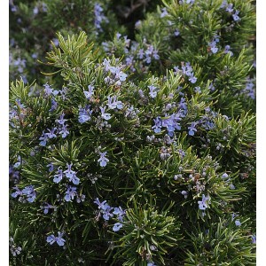 Rosmarinus officinalis