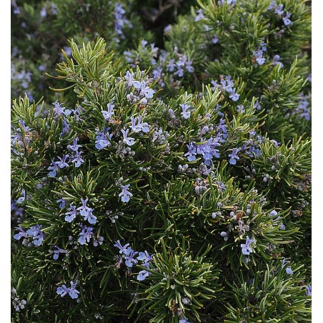 Rosmarin Rosmarinus officinalis
