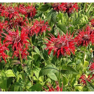 Indianernessel, Monarde Monarda didyma