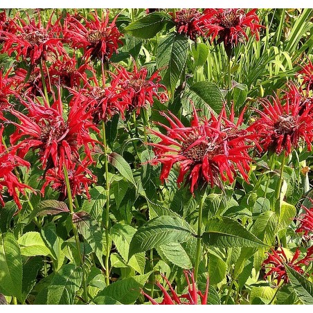 Monarda didyma