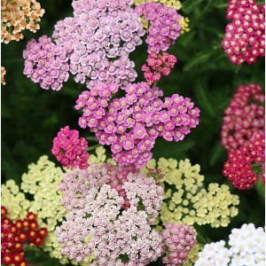 Schafgarbe, Achillea millifolium „Colorado“
