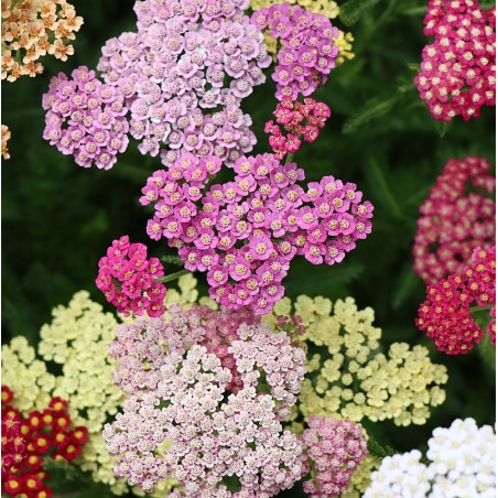Schafgarbe, Achillea millifolium „Colorado“