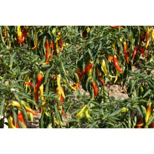 Paprika Sweet Banana Pflanze – Kräuter-/Gemüsepflanze (Produktfoto)