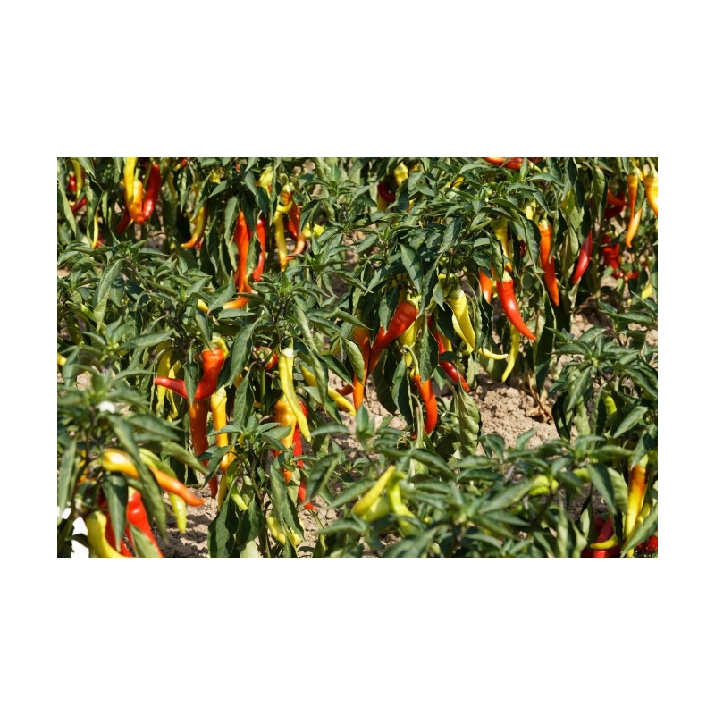 Paprika Sweet Banana Pflanze – Kräuter-/Gemüsepflanze (Produktfoto)