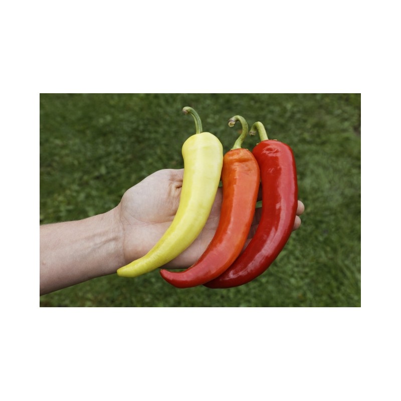 Paprika Sweet Banana Pflanze – Kräuter-/Gemüsepflanze (Produktfoto)