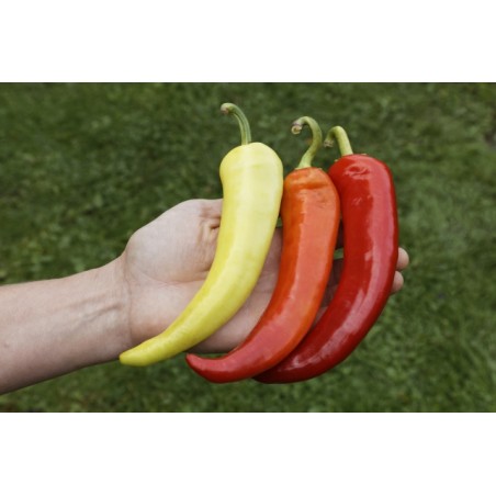 Paprika Sweet Banana Pflanze – Kräuter-/Gemüsepflanze (Produktfoto)