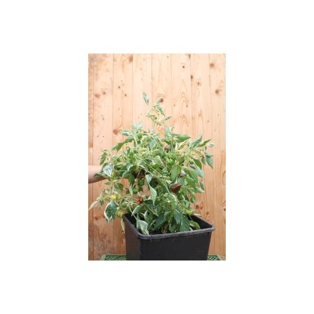 Capsicum annuum
