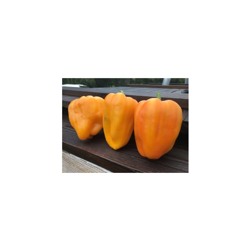 Capsicum annuum