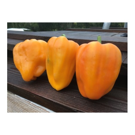Capsicum annuum