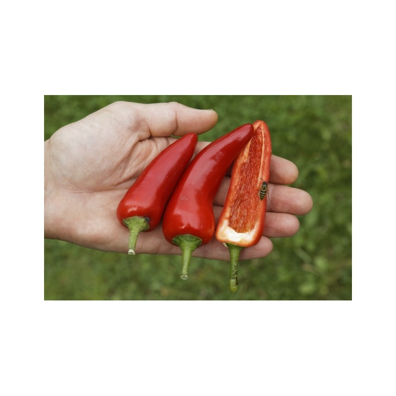 Chili Prairie Fire Pflanzen – Kräuter-/Gemüsepflanze (Produktfoto)