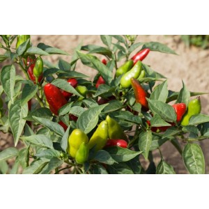 Chili Prairie Fire Pflanzen – Kräuter-/Gemüsepflanze (Produktfoto) 2
