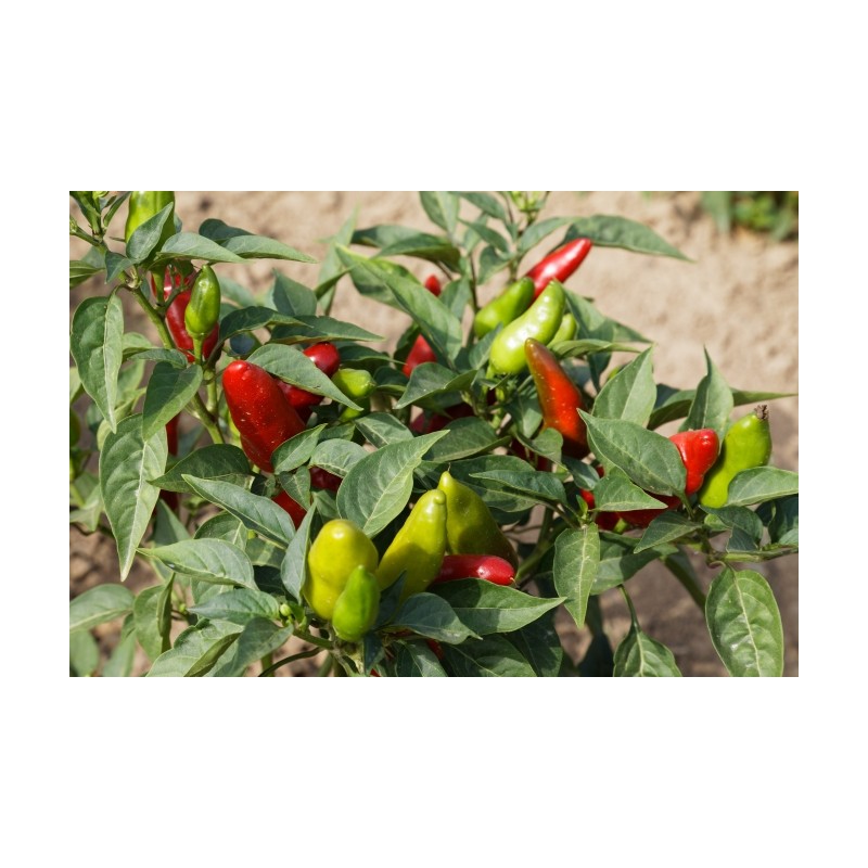 Capsicum annuum