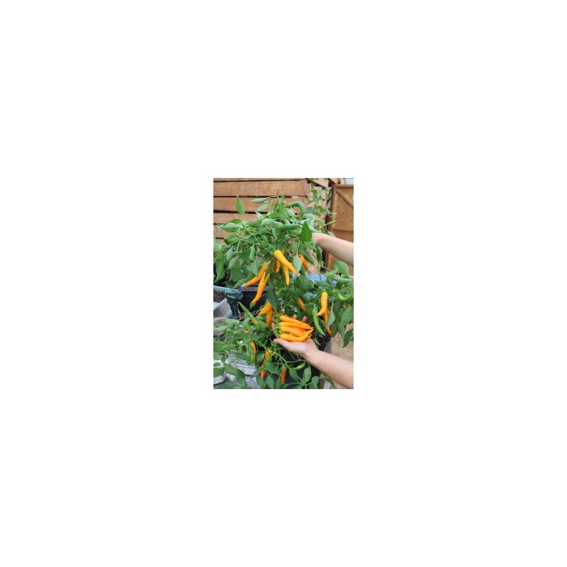 Capsicum annuum