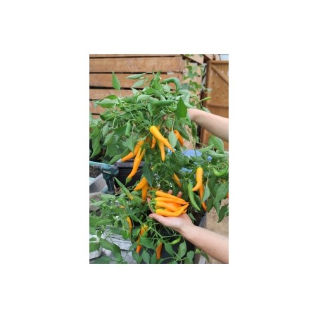 Capsicum annuum