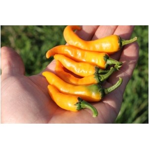 Chili Cayorange (CA125) Pflanzen – Kräuter-/Gemüsepflanze (Produktfoto)