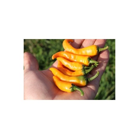 Chili Cayorange (CA125) Pflanzen – Kräuter-/Gemüsepflanze (Produktfoto)