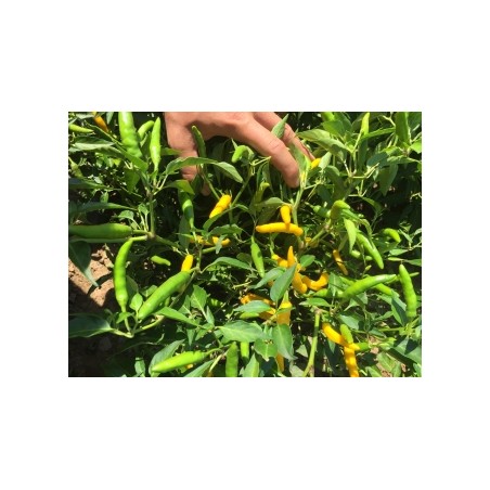 Capsicum annuum