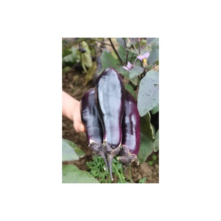 Solanum     melongena