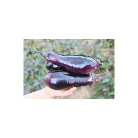 Solanum     melongena