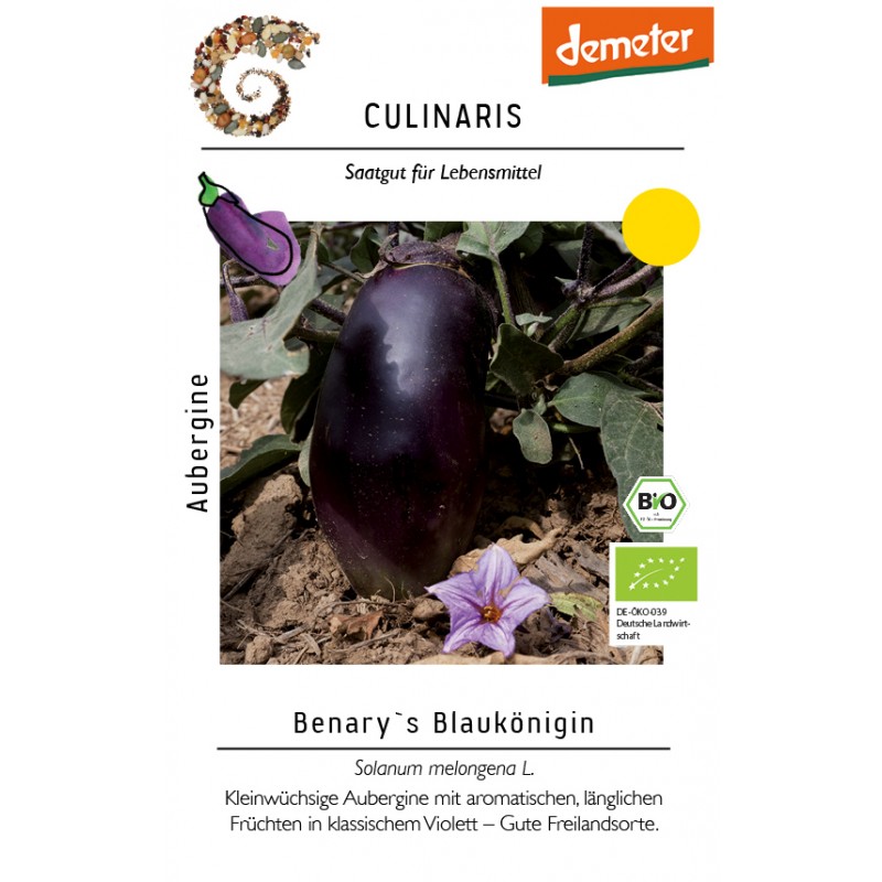 Solanum     melongena