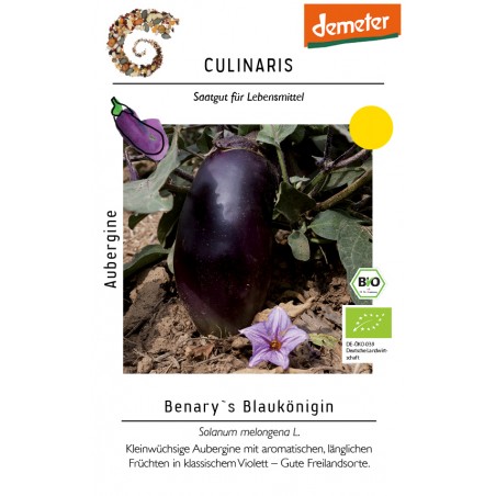 Solanum     melongena