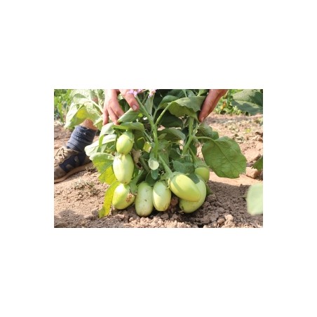 Solanum     melongena