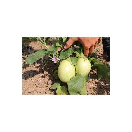 Solanum     melongena