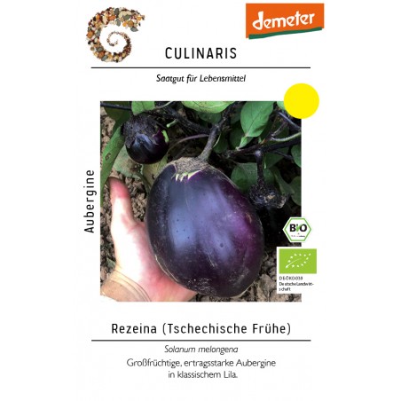 Solanum     melongena