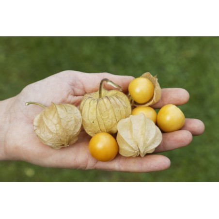 Physalis peruviana