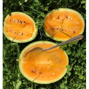 Wassermelone Solopoly (M12)