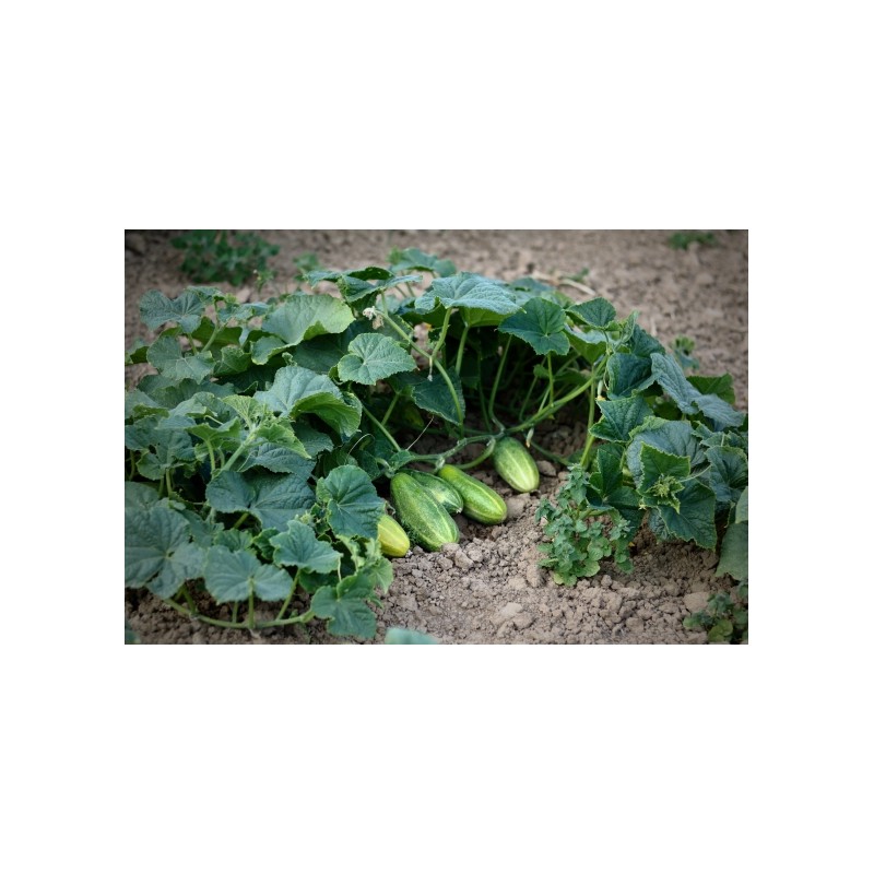 Cucumis sativus