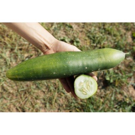 Cucumis sativus