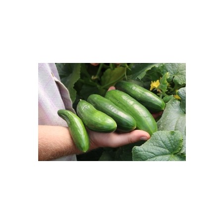 Cucumis sativus