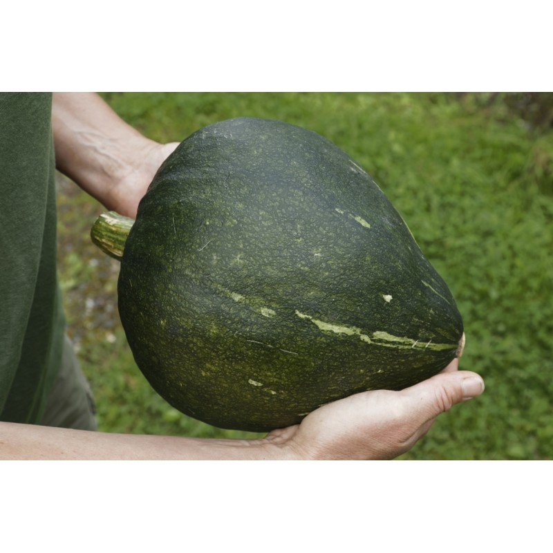Cucurbita maxima