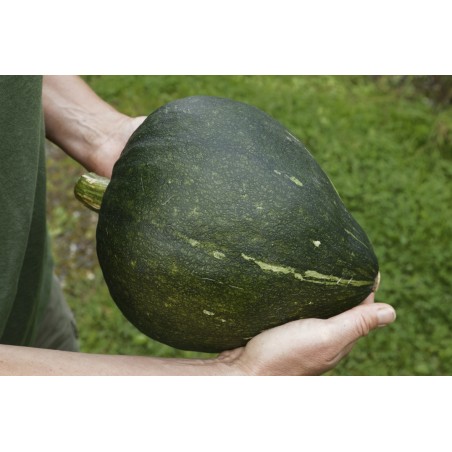 Cucurbita maxima