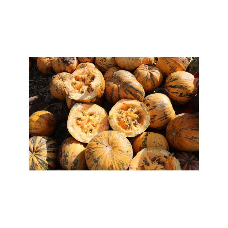 Cucurbita pepo