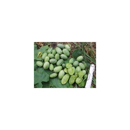 Melothria scabra; Melothria trilobata