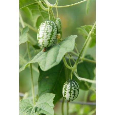 Melothria scabra; Melothria trilobata